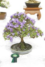 Descriptive bonsai image