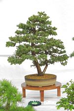 Descriptive bonsai image