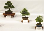 Descriptive bonsai image