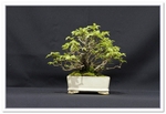 Bonsai Show Tree