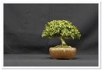 Bonsai Show Tree