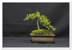 Bonsai Show Tree