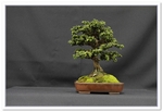 Bonsai Show Tree