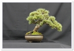 Bonsai Show Tree