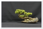 Bonsai Show Tree