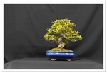 Bonsai Show Tree