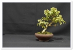 Bonsai Show Tree