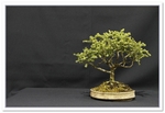 Bonsai Show Tree