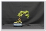 Bonsai Show Tree