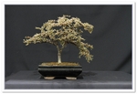 Bonsai Show Tree