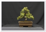 Bonsai Show Tree