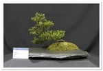 Bonsai Show Tree