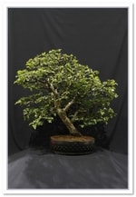 Bonsai Show Tree