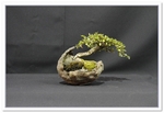 Bonsai Show Tree