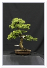 Bonsai Show Tree