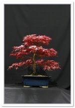 Bonsai Show Tree