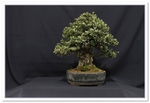 Bonsai Show Tree