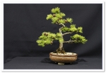 Bonsai Show Tree