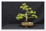 Bonsai Show Tree