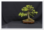 Bonsai Show Tree