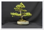 Bonsai Show Tree