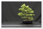 Bonsai Show Tree