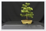 Bonsai Show Tree