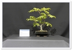 Bonsai Show Tree