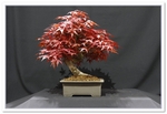 Bonsai Show Tree