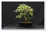 Bonsai Show Tree