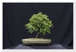 Bonsai Show Tree