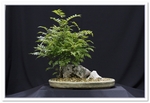 Bonsai Show Tree