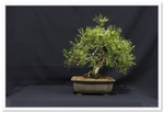 Bonsai Show Tree