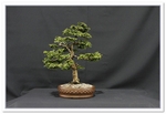 Bonsai Show Tree