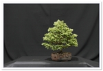 Bonsai Show Tree