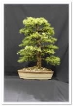 Bonsai Show Tree