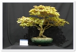 Bonsai Show Tree