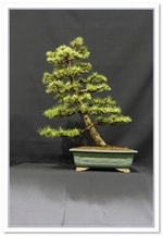 Bonsai Show Tree