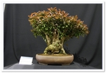 Bonsai Show Tree