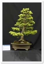 Bonsai Show Tree