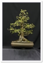 Bonsai Show Tree