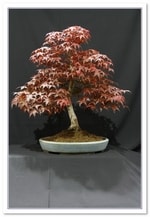 Bonsai Show Tree