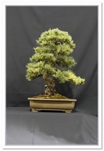 Bonsai Show Tree