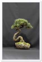 Bonsai Show Tree