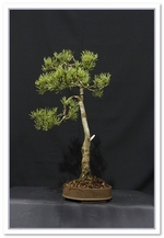 Bonsai Show Tree