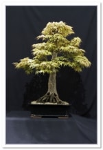 Bonsai Show Tree