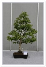 Bonsai Show Tree