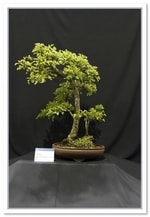 Bonsai Show Tree