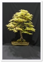 Bonsai Show Tree