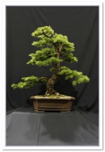 Bonsai Show Tree